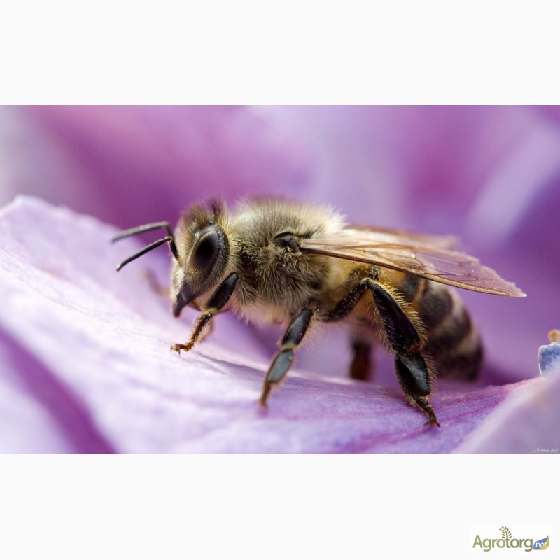 Фото 7. Кто любит мед - заводи пчел