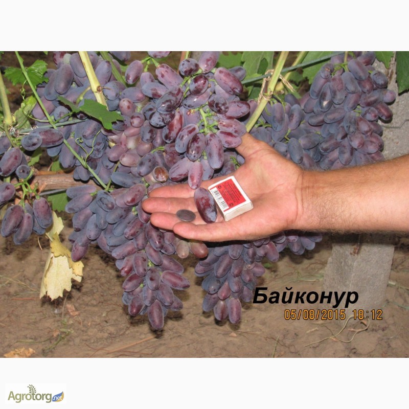 Фото 6. Продажа саженцев винограда (дёшево)