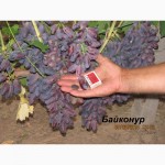 Продажа саженцев винограда (дёшево)