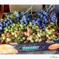 Продажа саженцев винограда (дёшево)