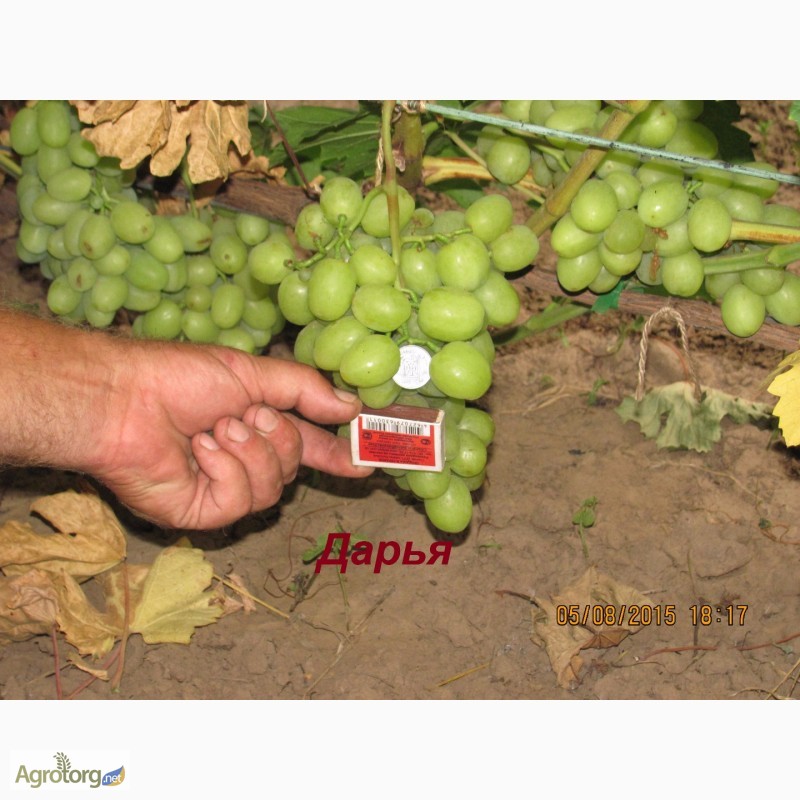 Фото 4. Продажа саженцев винограда (дёшево)