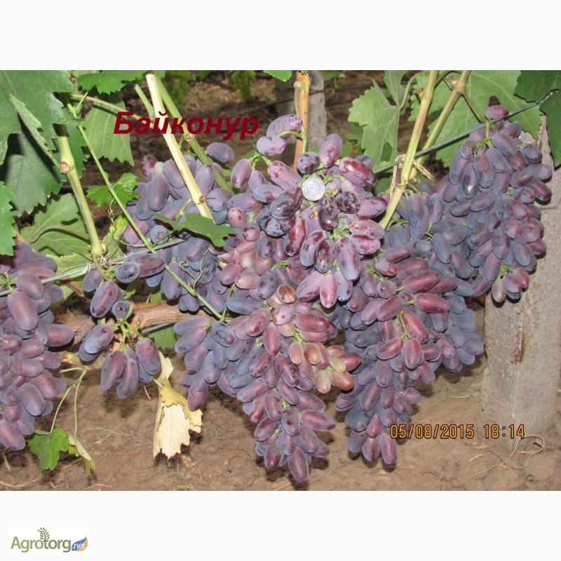 Фото 5. Продажа саженцев винограда (дёшево)