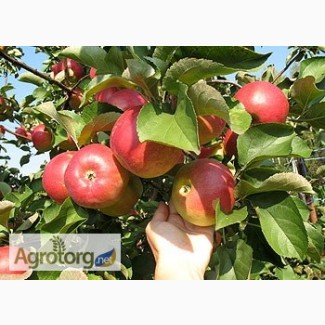 Продаємо смачні яблука власного виробництва. Вінницька область