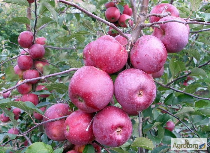 Фото 2. Продаємо смачні яблука власного виробництва. Вінницька область