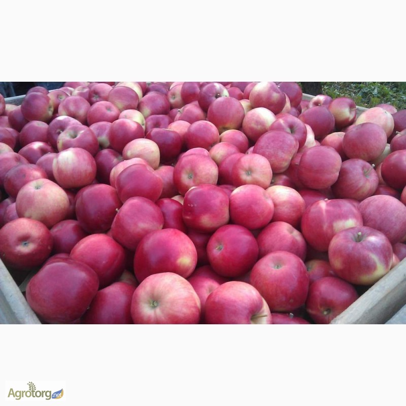 Фото 4. Продаємо смачні яблука власного виробництва. Вінницька область