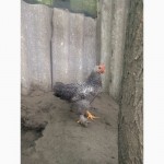 Продам подрощенных цыплят из-под квочки