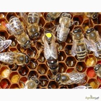 Матка КАРПАТКА, КАРНІКА 2023 ПЛІДНІ БДЖОЛОМАТКИ ( Пчеломатки, бджолині матки )