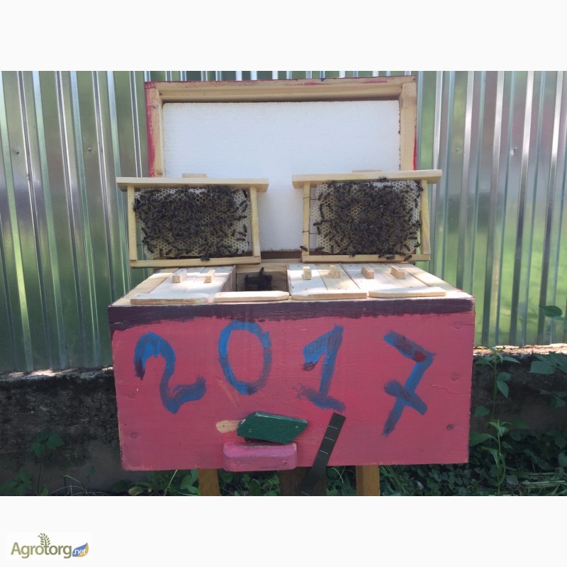Фото 2. Матка КАРПАТКА, КАРНІКА 2024 ПЛІДНІ БДЖОЛОМАТКИ ( Пчеломатки, бджолині матки )