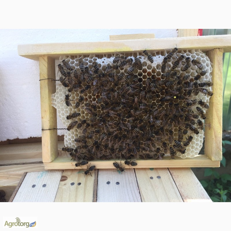 Фото 3. Матка КАРПАТКА, КАРНІКА 2024 ПЛІДНІ БДЖОЛОМАТКИ ( Пчеломатки, бджолині матки )
