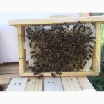 Матка КАРПАТКА, КАРНІКА 2023 ПЛІДНІ БДЖОЛОМАТКИ ( Пчеломатки, бджолині матки )
