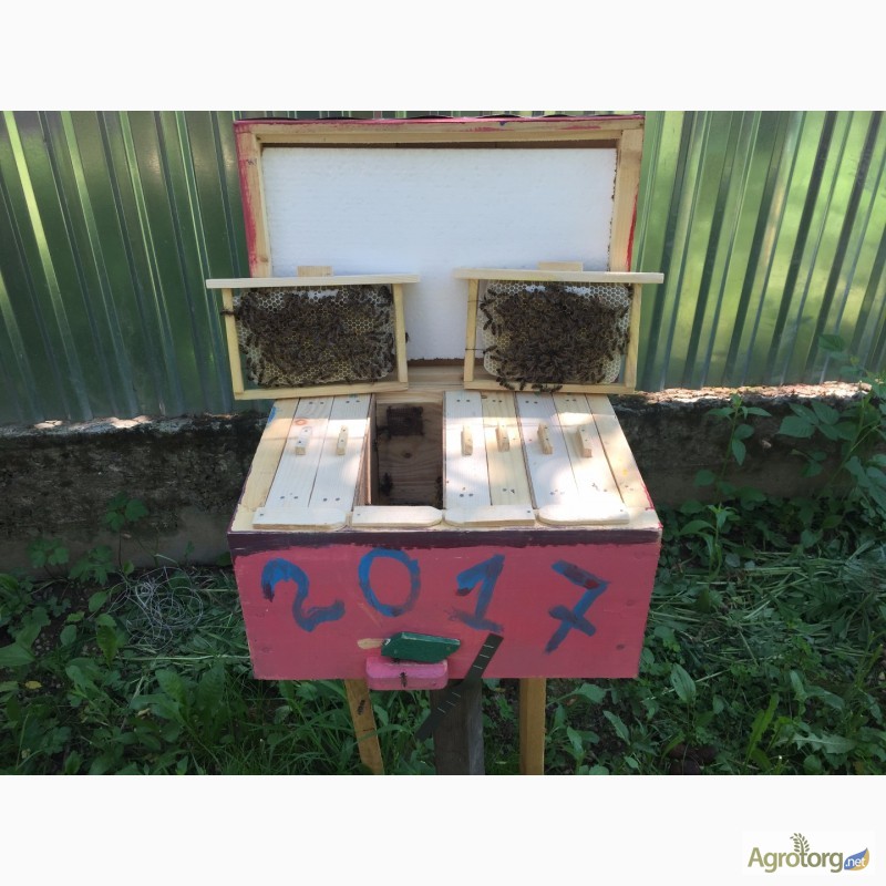 Фото 4. Матка КАРПАТКА, КАРНІКА 2023 ПЛІДНІ БДЖОЛОМАТКИ ( Пчеломатки, бджолині матки )