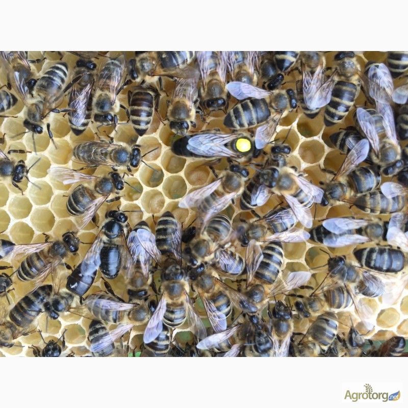 Фото 5. Матка КАРПАТКА, КАРНІКА 2024 ПЛІДНІ БДЖОЛОМАТКИ ( Пчеломатки, бджолині матки )