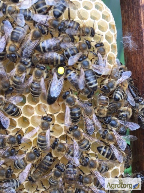 Фото 9. Матка КАРПАТКА, КАРНІКА 2024 ПЛІДНІ БДЖОЛОМАТКИ ( Пчеломатки, бджолині матки )
