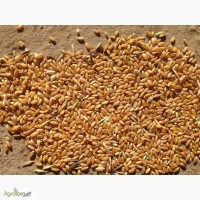 На постоянной основе продаём пшеницу