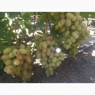 Ягоды винограда оптом и в розницу
