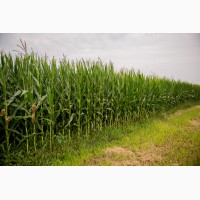 Продажа семян для посадки кукурузы и подсолнуха