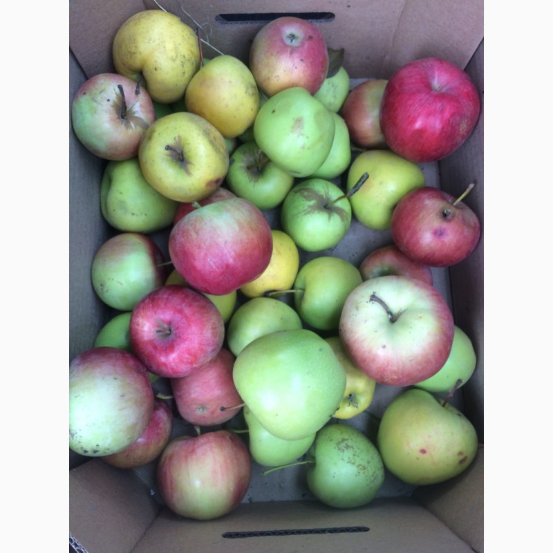 Продам яблоки на переработку (соки и джемы) из сада, Запорожская обл