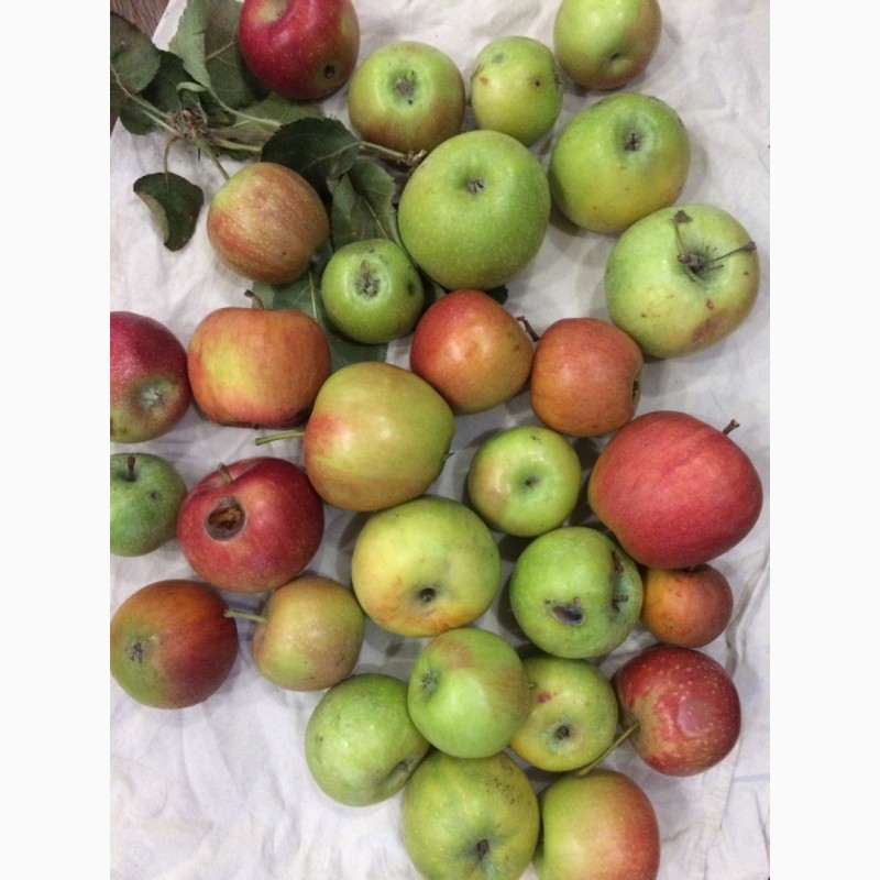 Фото 2. Продам яблоки на переработку (соки и джемы) из сада, Запорожская обл