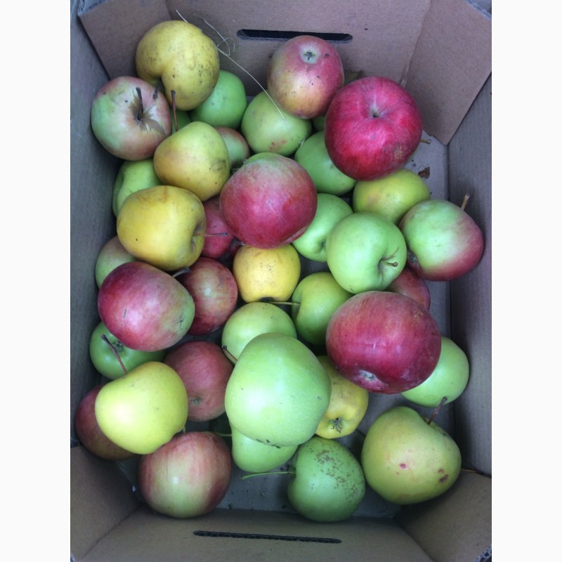 Фото 3. Продам яблоки на переработку (соки и джемы) из сада, Запорожская обл