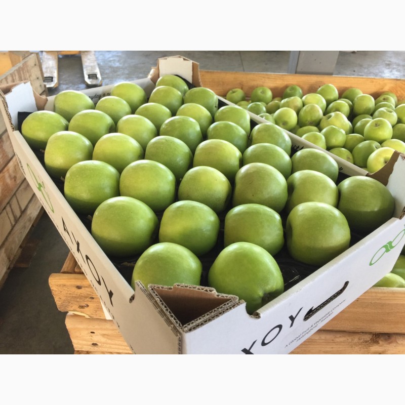 Фото 2. Продам яблука першого класу оптом урожай 2020, Закарпатська обл