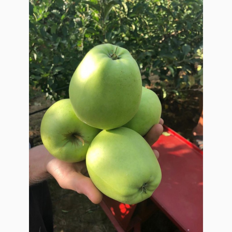 Фото 3. Продам яблука першого класу оптом урожай 2020, Закарпатська обл