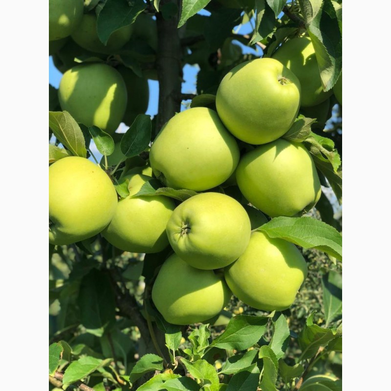 Фото 4. Продам яблука першого класу оптом урожай 2020, Закарпатська обл