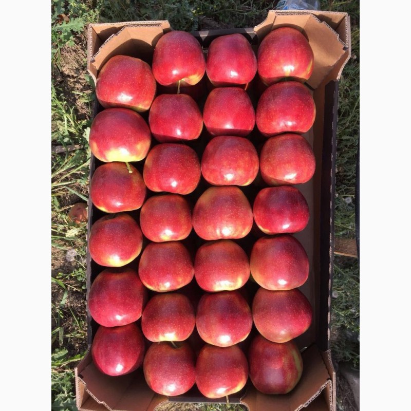 Фото 5. Продам яблука першого класу оптом урожай 2020, Закарпатська обл