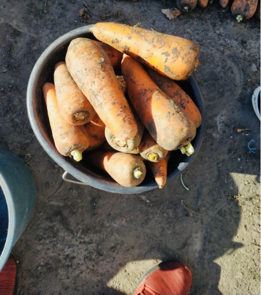 Фото 3. Продам товарную морковь сорт Каскад