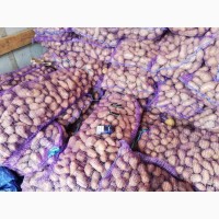 Продам Украинский торговый картофель Таисия 400 тонн в Киеве.6, 60 грн кг с места