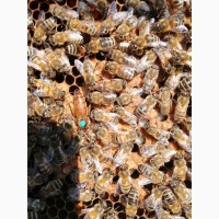 Продам бджоломатки та квітковий пилок