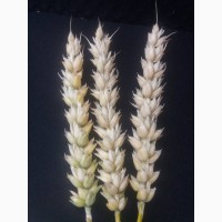 Семена озимой пшеницы Мескаль - 1реп.(аналог Калония)