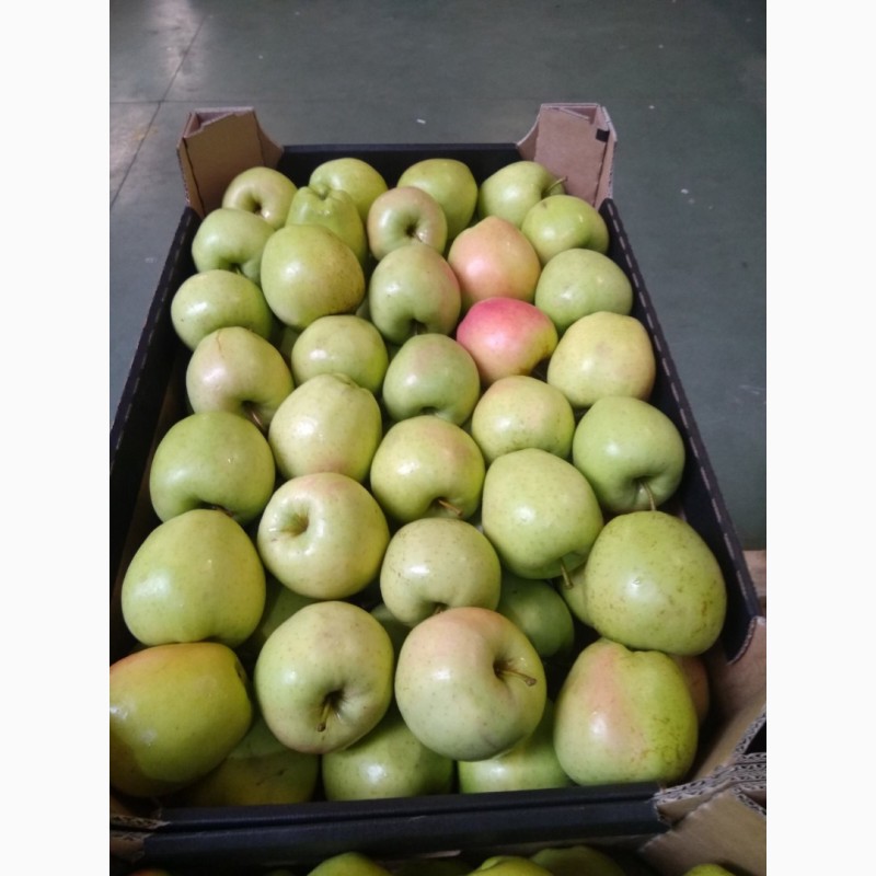 Фото 11. Продам яблоки Польские от поставщика