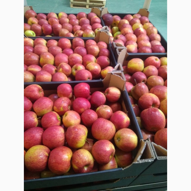 Фото 14. Продам яблоки Польские от поставщика