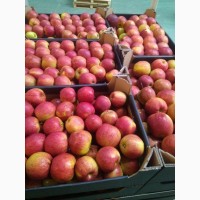 Продам яблоки Польские от поставщика