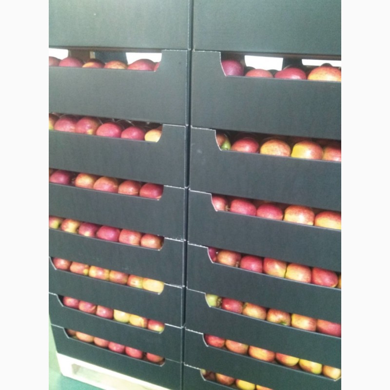 Фото 2. Продам яблоки Польские от поставщика