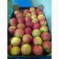 Продам яблоки Польские от поставщика