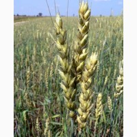 Продам семена пшеницы озимой Полба, Спельта