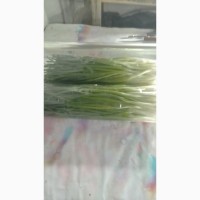Продам зелёный лук