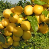 Саджанці плодових дерев, смородина, порічка Летичівського плодорозсадника