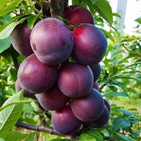 Саджанці плодових дерев, смородина, порічка Летичівського плодорозсадника