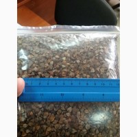 Канадские семена гречки Гренби - 1 реп (60-65 дней)