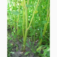 Канадские семена гречки Гренби - 1 реп (60-65 дней)