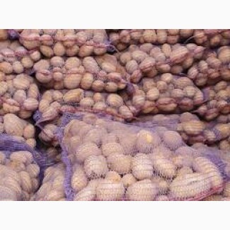 Продається картопля товарна та насіннєва, домашня, сорт Гала