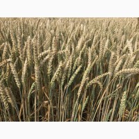 Продам насіння озимої пшениці сорту Посполита 1-Р