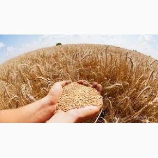 Продам пшеницю фураж за кордон