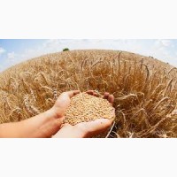 Продам пшеницю фураж за кордон