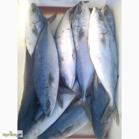 Продам морепродукты