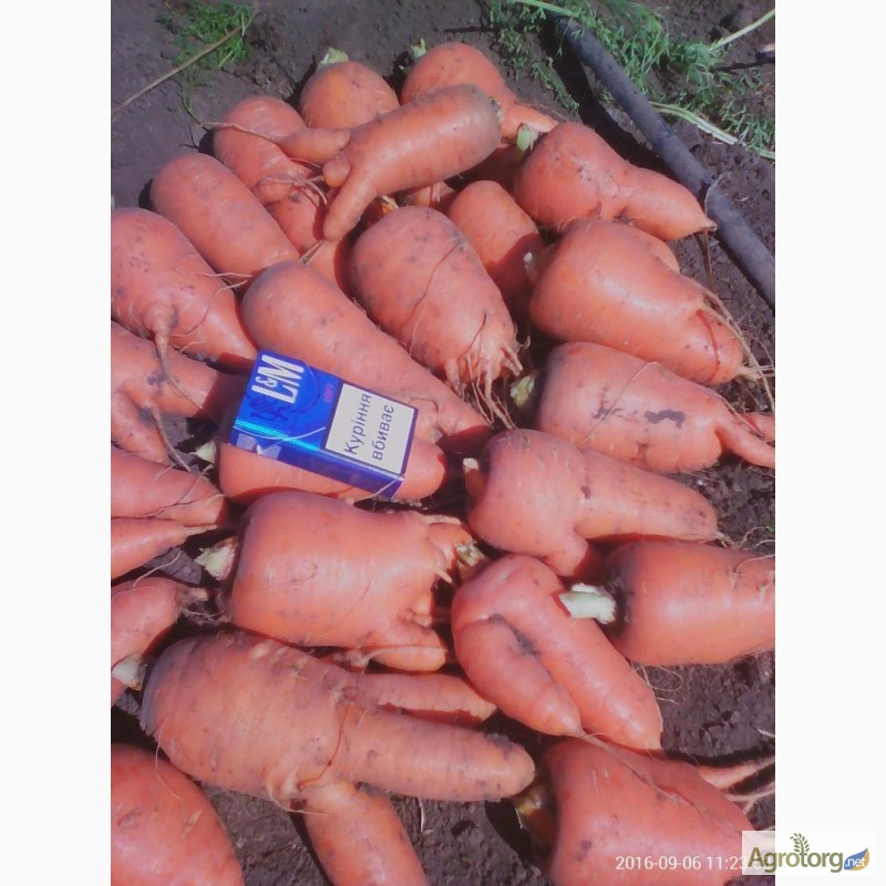 Продам морковь ( Абако) некондиция