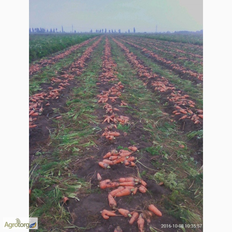 Фото 2. Продам морковь ( Абако) некондиция