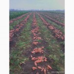 Продам морковь ( Абако) некондиция